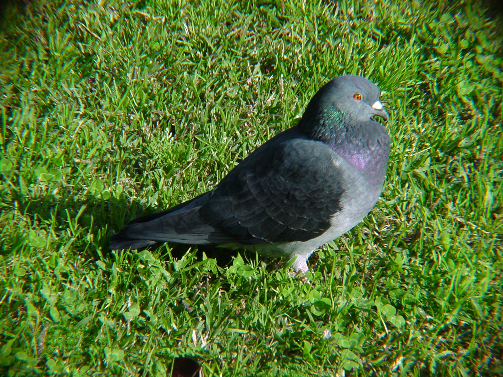 Best Food For Ringneck Doves Best Food For Ringneck Doves